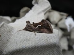 Dewick's Plusia (Macdunnoughia confusa)