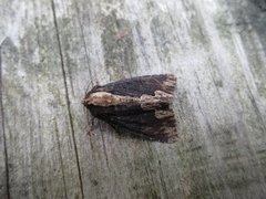 Bird's Wing (Dypterygia scabriuscula)