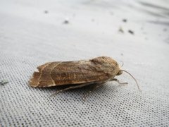 Broad-bordered Yellow Underwing (Noctua fimbriata)