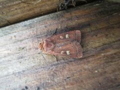 Small Square-spot (Diarsia rubi)