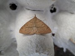 Gulbrunt viftefly (Paracolax tristalis)