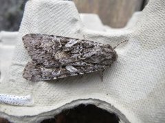 Grey Arches (Polia nebulosa)
