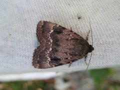 Rødt pyramidefly (Amphipyra pyramidea)