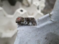 Cameo (Crypsedra gemmea)