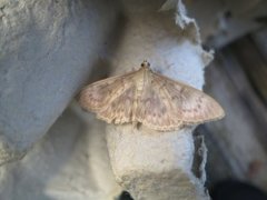 Mother of Pearl (Patania ruralis)