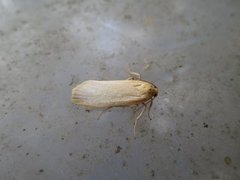 Buff Footman (Eilema depressa)