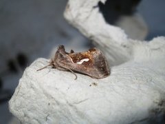 Dewick's Plusia (Macdunnoughia confusa)