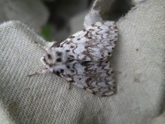 Black Arches (Lymantria monacha)