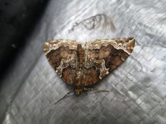 The Phoenix (Eulithis prunata)
