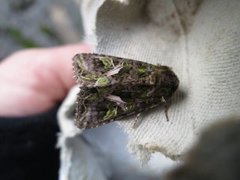 Orache Moth (Trachea atriplicis)