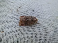 Lesser Broad-bordered Yellow (Noctua janthe)