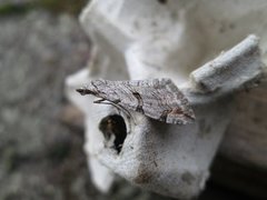 Treble-bar (Aplocera plagiata)