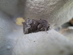 Pale Eggar (Trichiura crataegi)