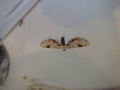 Hvit dvergmåler (Eupithecia centaureata)