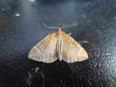 The Chevron (Eulithis testata)