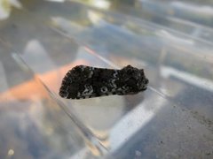 Cameo (Crypsedra gemmea)