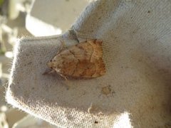 The Dun-bar (Cosmia trapezina)