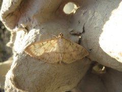 Mother of Pearl (Patania ruralis)
