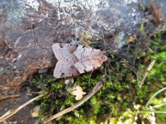 Brown-spot Pinion (Agrochola litura)