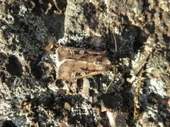 Square-spot Dart (Euxoa obelisca)