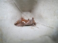 Dewick's Plusia (Macdunnoughia confusa)