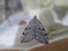 Treble-bar (Aplocera plagiata)