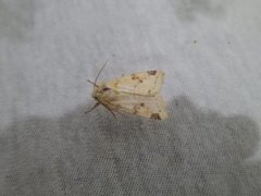 The Sallow (Xanthia icteritia)