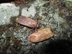 Broad-bordered Yellow Underwing (Noctua fimbriata)