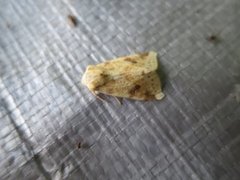 The Sallow (Xanthia icteritia)