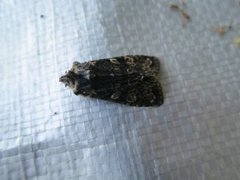 Softly's Shoulder-knot (Lithophane consocia)
