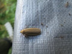 Common Footman (Eilema lurideola)