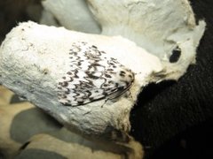 Black Arches (Lymantria monacha)