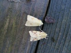 The Sallow (Xanthia icteritia)