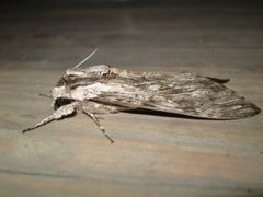 Convolvulus Hawk-moth (Agrius convolvuli)