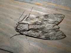 Convolvulus Hawk-moth (Agrius convolvuli)