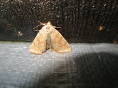 The Dun-bar (Cosmia trapezina)