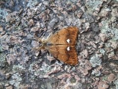 The Vapourer (Orgyia antiqua)