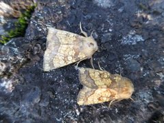 Frosted Orange (Gortyna flavago)