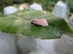 Starrfly (Denticucullus pygmina)