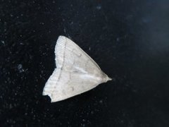 The Fan-foot (Herminia tarsipennalis)