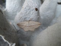 Blood-vein (Timandra comae)