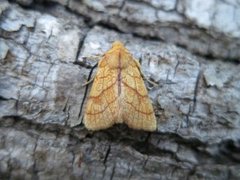 Orange Sallow (Tiliacea citrago)