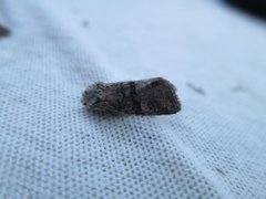Minor Shoulder-knot (Brachylomia viminalis)