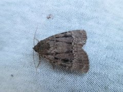 Copper Underwing (Amphipyra pyramidea)