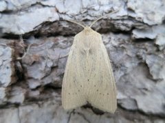 Takrørfly (Rhizedra lutosa)