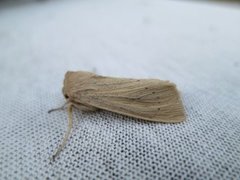 Takrørfly (Rhizedra lutosa)