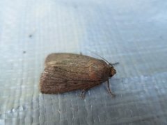 Mouse Moth (Amphipyra tragopoginis)