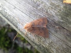Flounced Chestnut (Agrochola helvola)