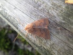 Rødt høstfly (Agrochola helvola)