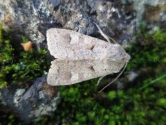 Pudderfly (Ammoconia caecimacula)